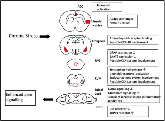 Neurobiology of Stress-Induced Hyperalgesia | SpringerLink