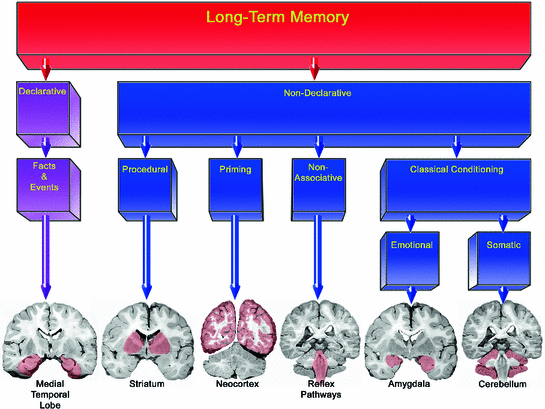 A History And Overview Of The Behavioral Neuroscience Of Learning And ...