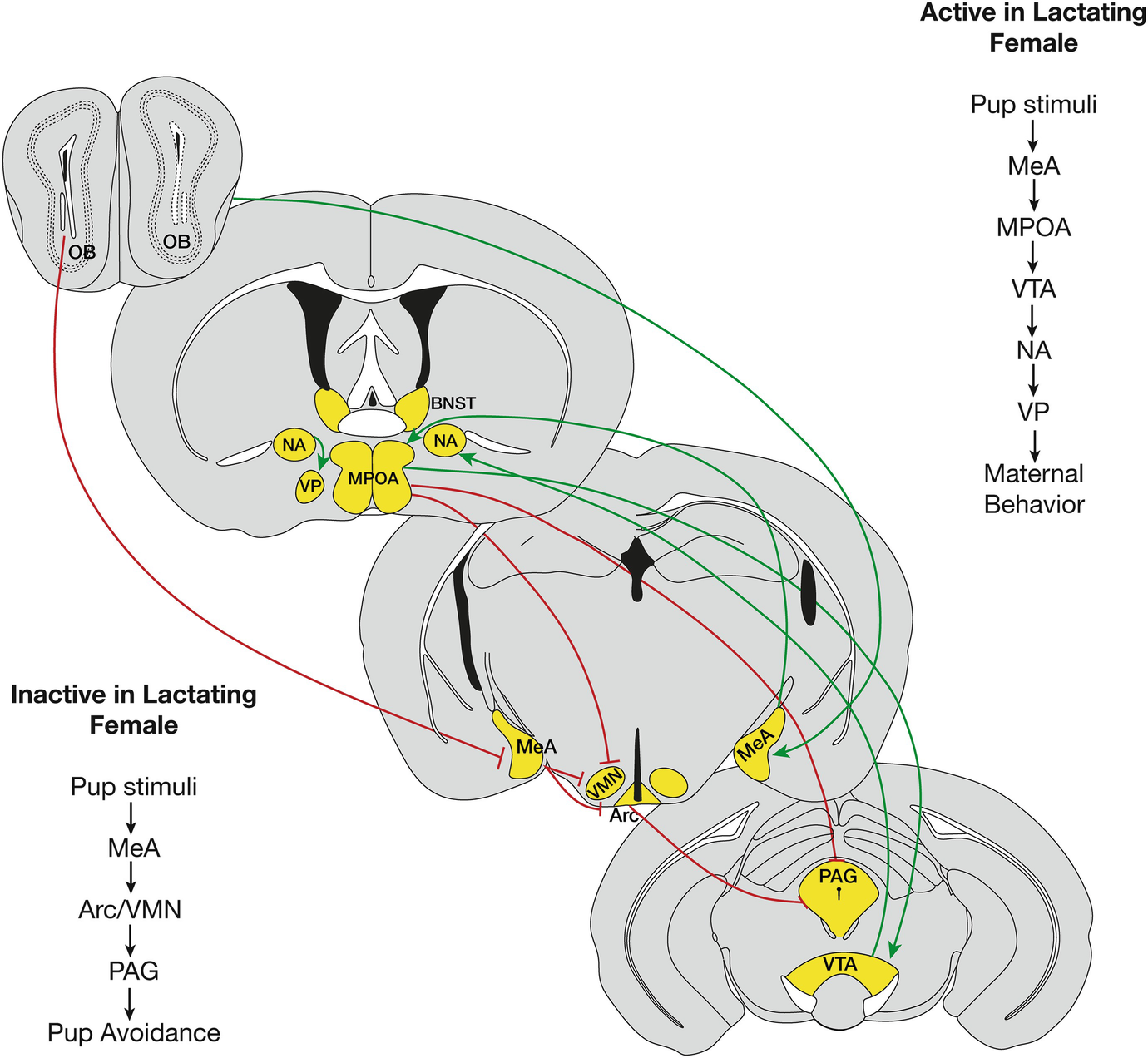 Neuroendocrinology And Adaptive Physiology Of Maternal Care Springerlink Neuroendocrinology And Adaptive Physiology Of Maternal Care Springerlink