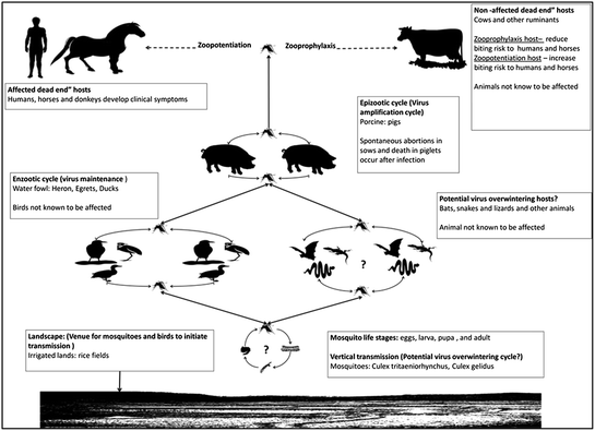 Japanese Encephalitis: On the One Health Agenda | SpringerLink