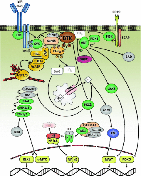 BTK Signaling In B Cell Differentiation And Autoimmunity | SpringerLink