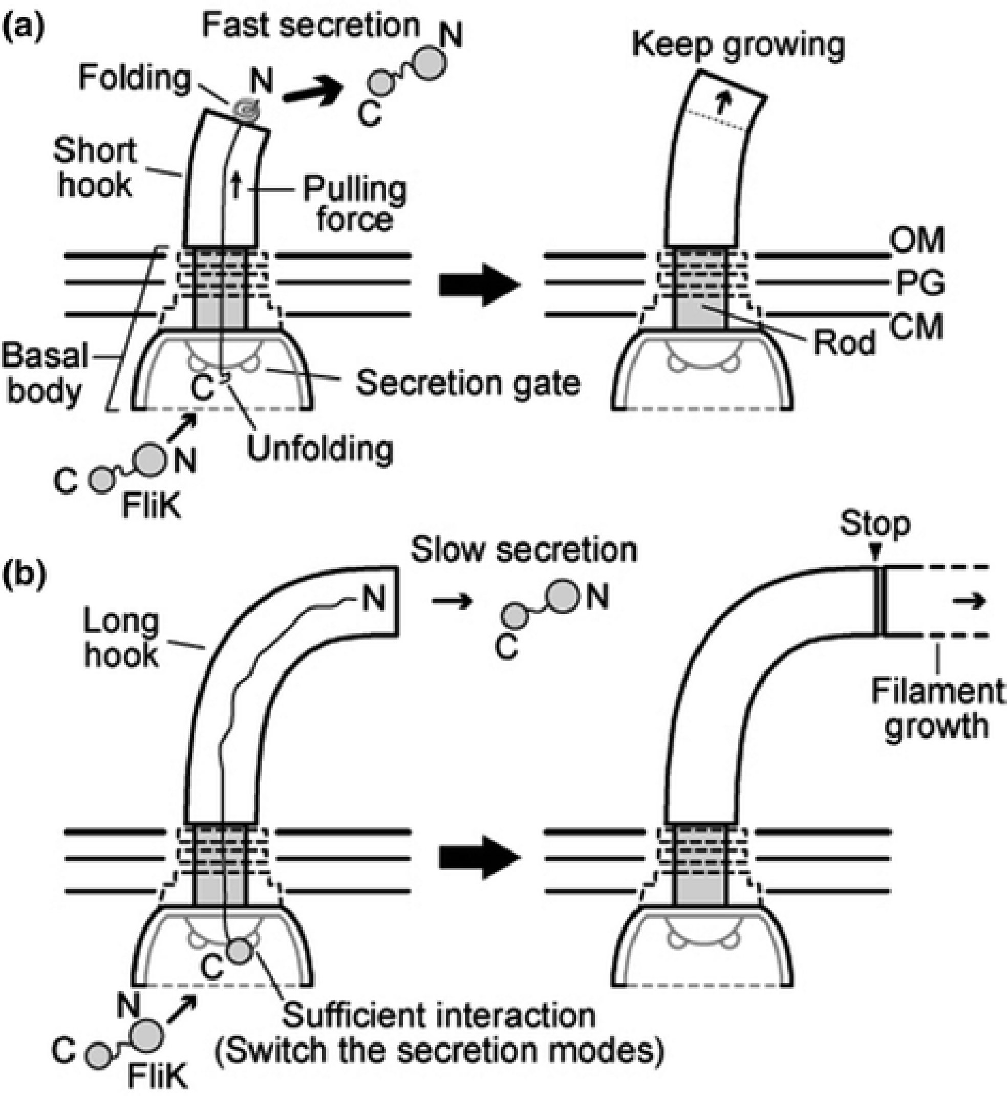 Flagellar Hook/Needle Length Control and Secretion Control in Type III  Secretion Systems | SpringerLink