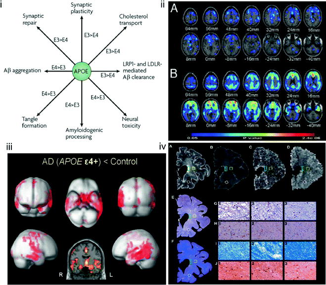 Applications Of Neuroimaging In Behavioral Medicine - 