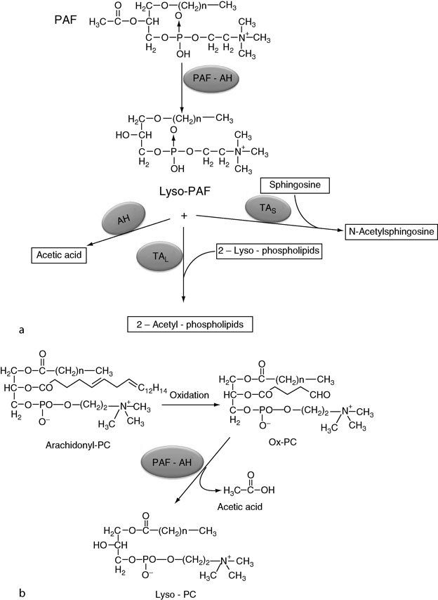 Metabolism And Functions Of Platelet Activating Factor Paf In The Nervous Tissue Springerlink