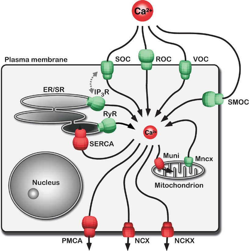 Na Ca2 Exchangers And Ca2 Transport In Neurons Springerlink