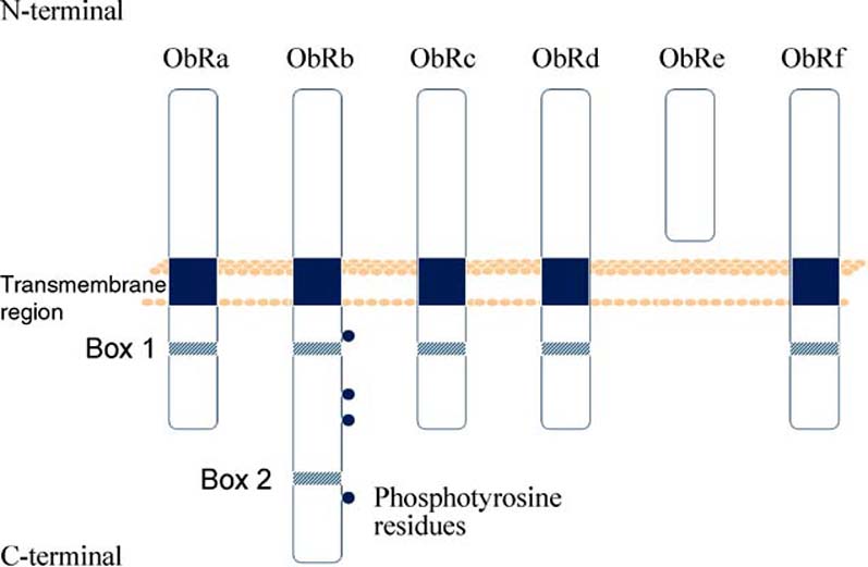 Leptin In Brain Function | SpringerLink