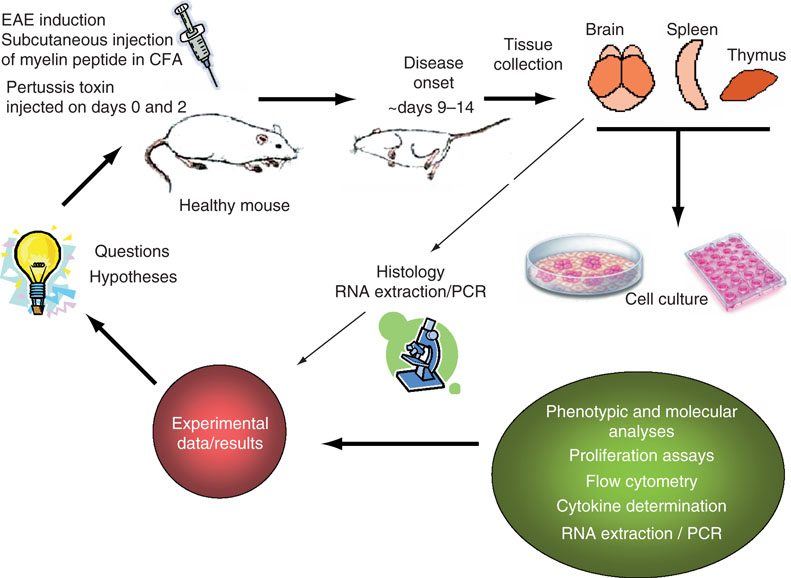 Experimental Autoimmune Encephalomyelitis SpringerLink