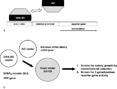 Yeast Two‐Hybrid Studies | SpringerLink