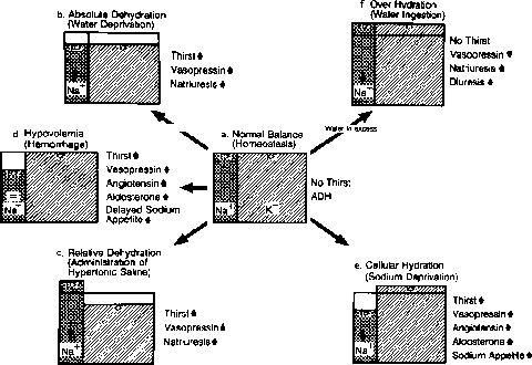 The Neuroendocrinology Neurochemistry And Molecular Biology Of Thirst And Salt Appetite Springerlink