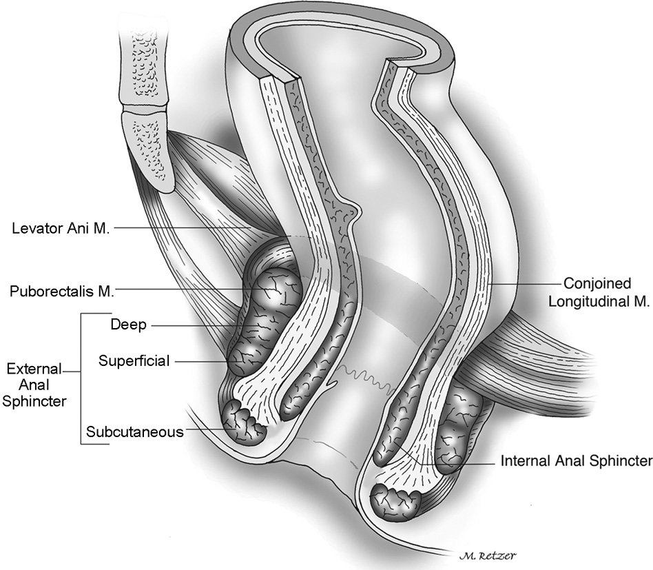 Cold biopsy of anal canal adulte