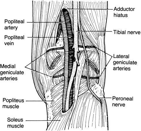 Anatomy and Biomechanics of the Cruciate Ligaments and Their Surgical ...