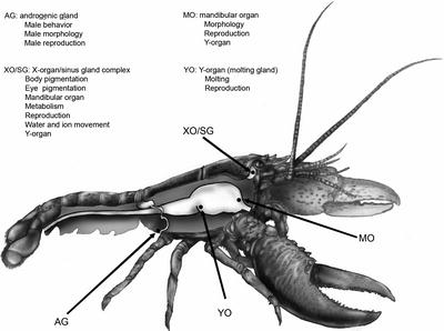 The Crustacean Endocrine System and Pleiotropic Chemical Messengers
