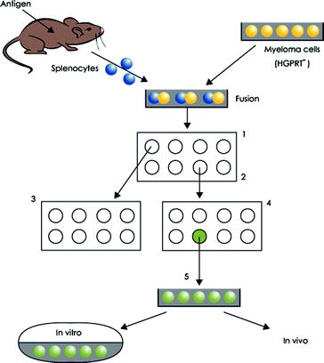 Monoclonal Antibodies As Therapeutic Agents Springerlink