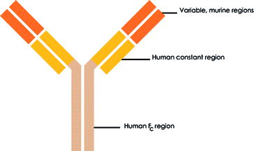 Monoclonal Antibodies As Therapeutic Agents Springerlink