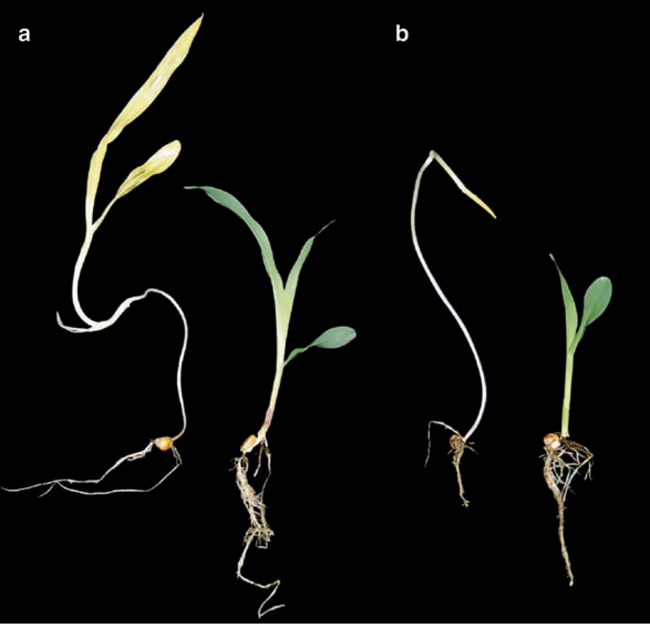 kimono judo mizuno trançado