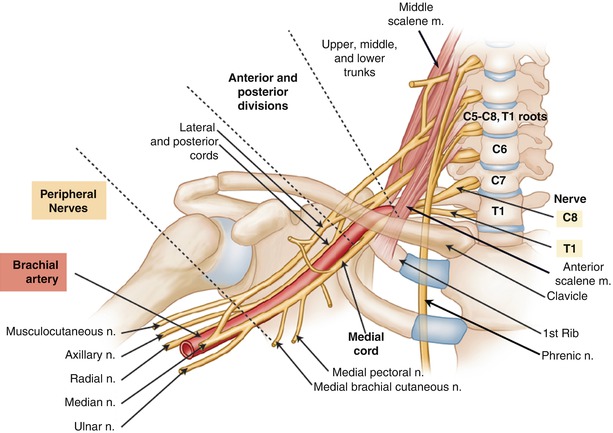 Dorsal Scapular nerve