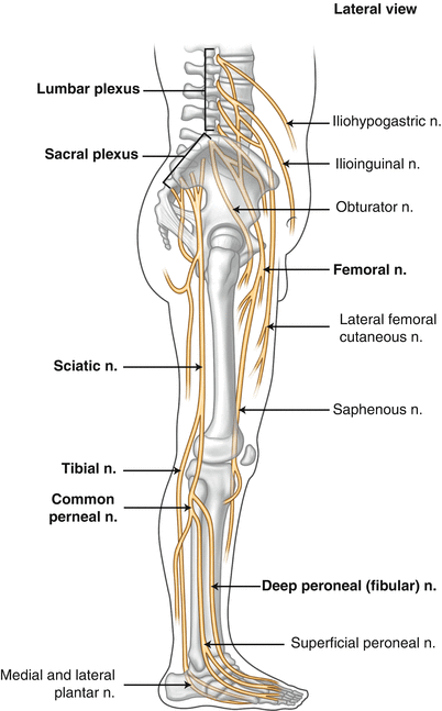 Clinical Anatomy Of The Lumbar Plexus Springerlink