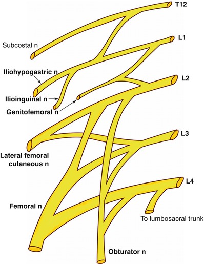 clinical anatomy of the lumbar plexus springerlink lumbosacral plexus