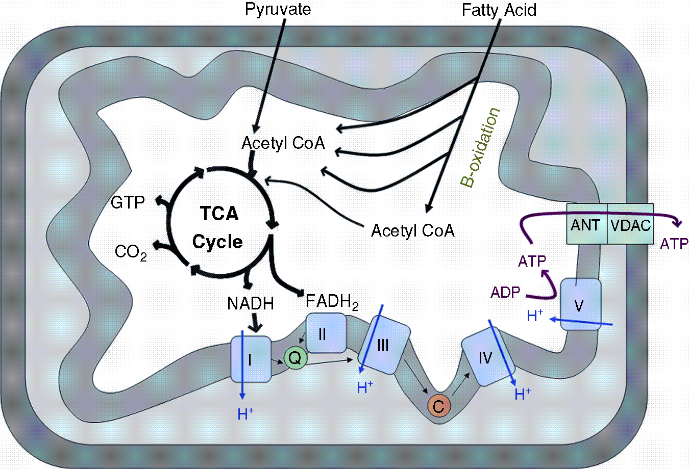Mitochondria And Cancer Springerlink Mitochondria And Cancer Springerlink