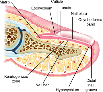 Current Techniques Of Toenail Surgery Springerlink