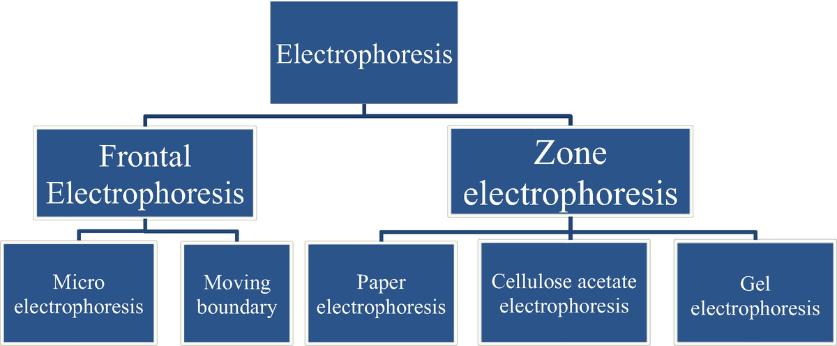 Ppt Cellulose Acetate Membrane Electrophoresis Powerpoint Presentation Id 6381461