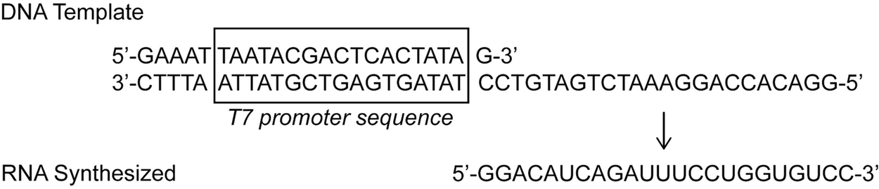 Figure 7 E Coli 16s Rdna Pcr Products Digested
