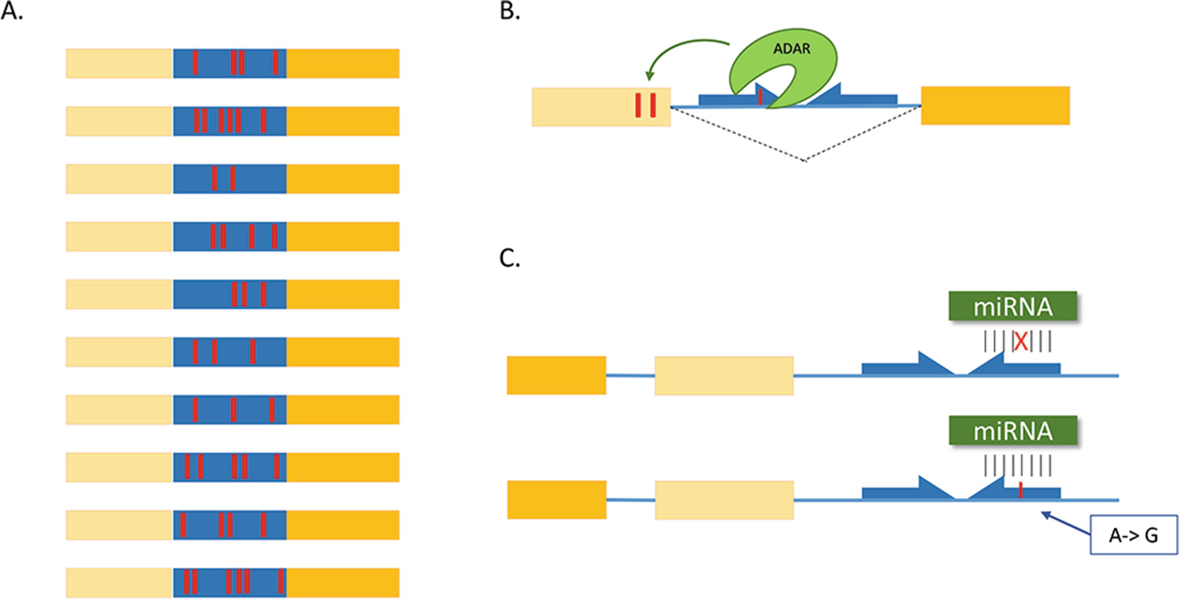 Alu A To I Rna Editing Millions Of Sites And Many Open Questions Springerlink