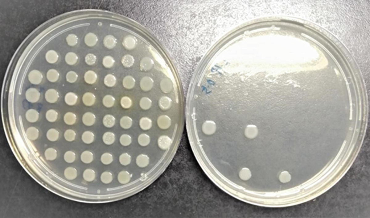 Determination Of Antimicrobial Resistance Of Salmonella In Pork Springerlink