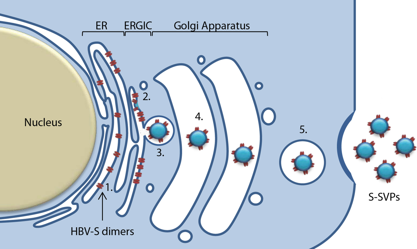 Production Of Chimeric Hepatitis B Virus Surface Antigens In Mammalian Cells Springerlink Production Of Chimeric Hepatitis B Virus Surface Antigens In Mammalian Cells Springerlink