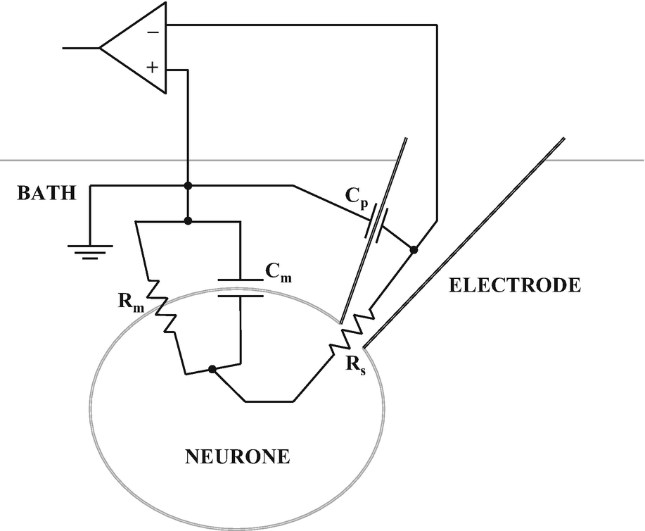图2 全细胞膜片钳配置的等效电子电路。该示意图表明膜电阻（ <i>R<sub>m</sub></i> ）和膜电容（ <i>C<sub>m</sub></i> ）彼此并联，但与电极电容（ <i>C<sub>p</sub></i> ）以及电极电阻（ <i>R<sub>s</sub></i> ）串联。