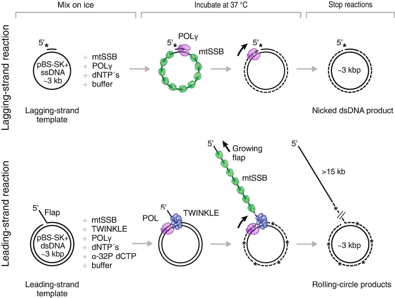 In Vitro Analysis Of Mtdna Replication Springerlink