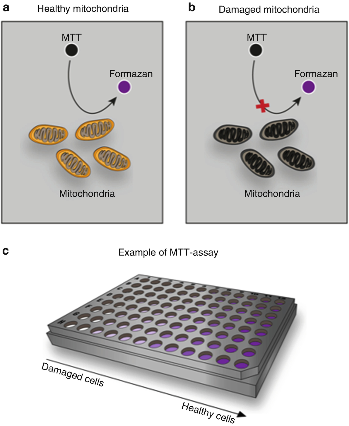 Assessing Cell Viability Effects Of Opioids In Primary Cortical Cells From Rat Springerlink