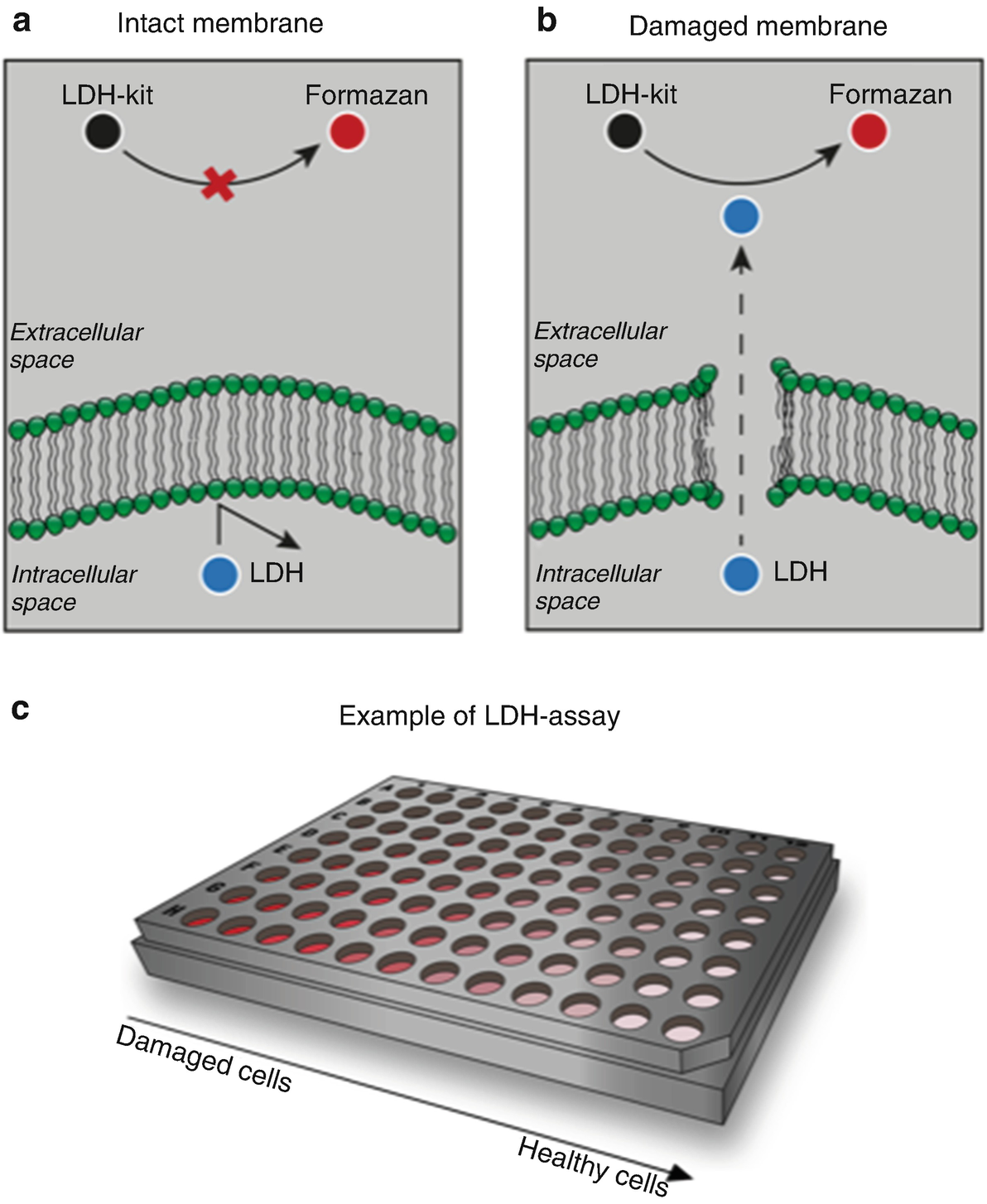 Assessing Cell Viability Effects Of Opioids In Primary Cortical Cells From Rat Springerlink