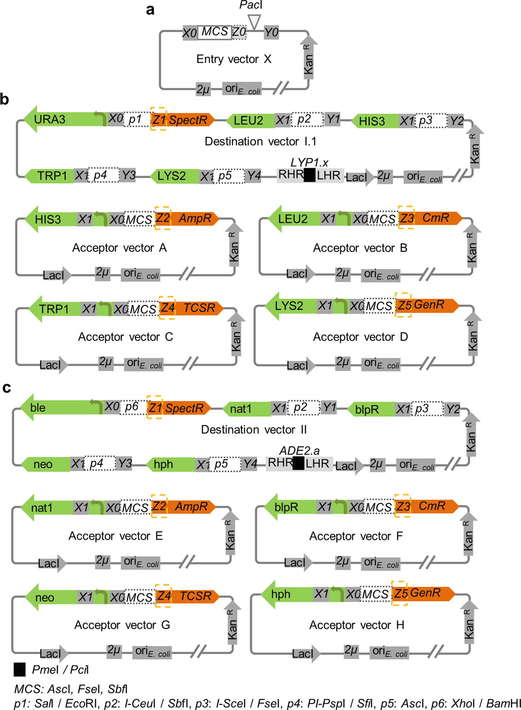 A Step By Step Protocol For Compass A Synthetic Biology Tool For Combinatorial Gene Assembly Springerlink