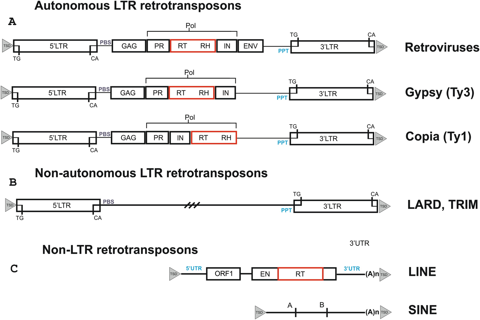 Retrotransposable Elements Dna Fingerprinting And The Assessment Of Genetic Diversity Springerlink
