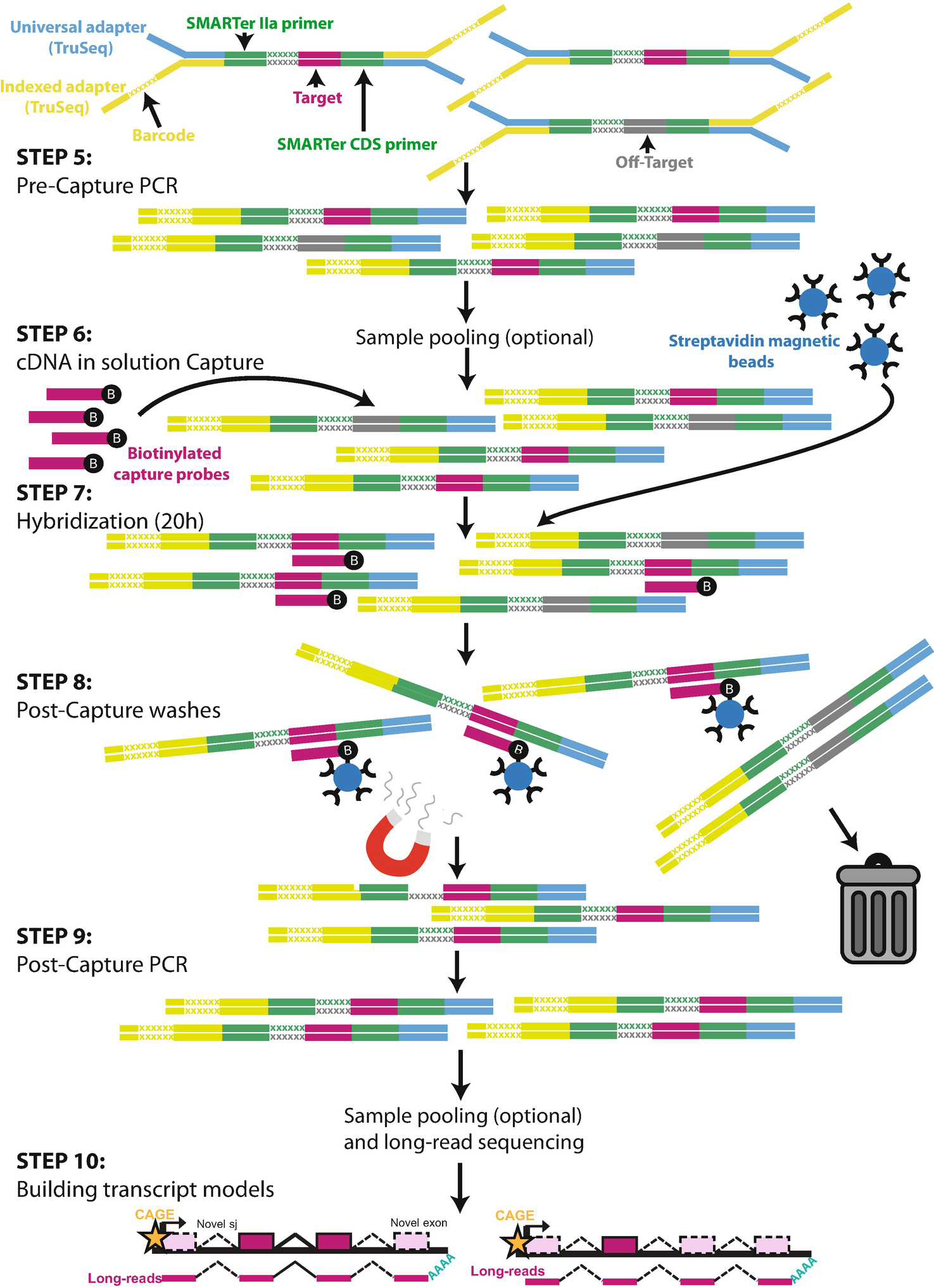 Annotation Of Full Length Long Noncoding Rnas With Capture Long Read Sequencing Cls Springerlink