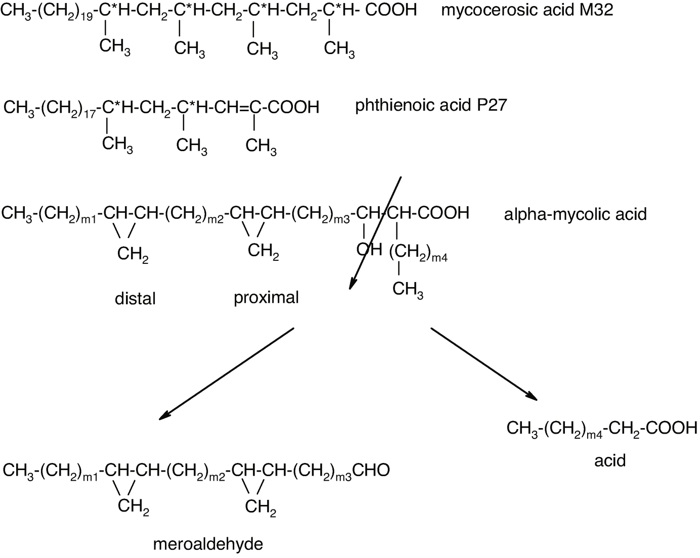 Lipid And Lipoarabinomannan Isolation And Characterization Springerlink