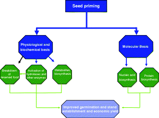 Rice Seed Invigoration A Review Springerlink Rice Seed Invigoration A Review Springerlink
