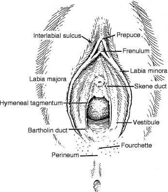 Benign Diseases Of The Vulva Springerlink