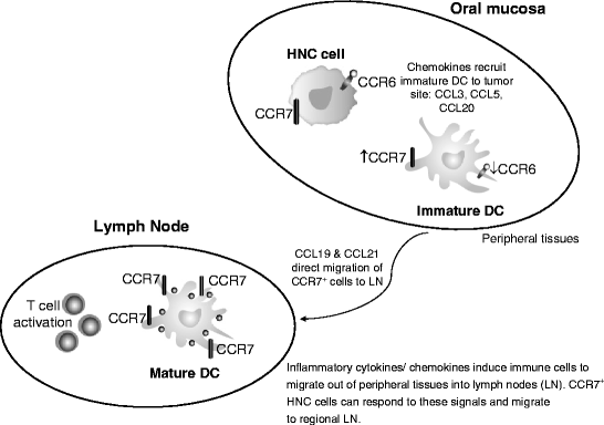 The Irresistible Ccl17 >> Chemokines And Their Receptors In Oral Cancer Metastasis Springerlink The Irresistible Ccl17 >> Chemokines And Their Receptors In Oral Cancer Metastasis Springerlink