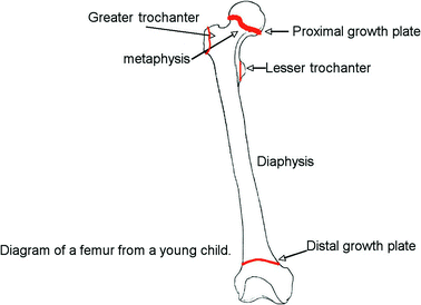 The Epiphyseal Growth Plate: The Engine That Drives Bone Elongation |  SpringerLink