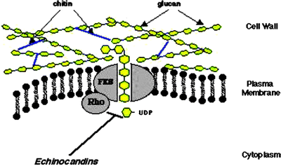 Echinocandins Springerlink