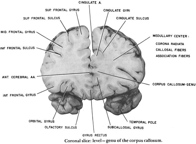 Descriptive Atlas Of The Cerebrum In Gross Sections And Stained Sections Springerlink