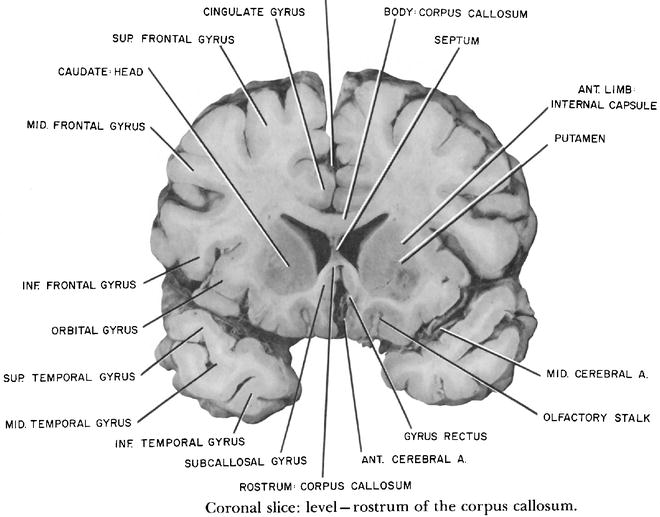 Descriptive Atlas Of The Cerebrum In Gross Sections And Stained Sections Springerlink