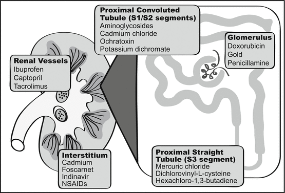 Target organ toxicity tce