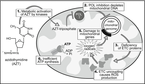 Target Organ Toxicity Liver And Kidney Springerlink