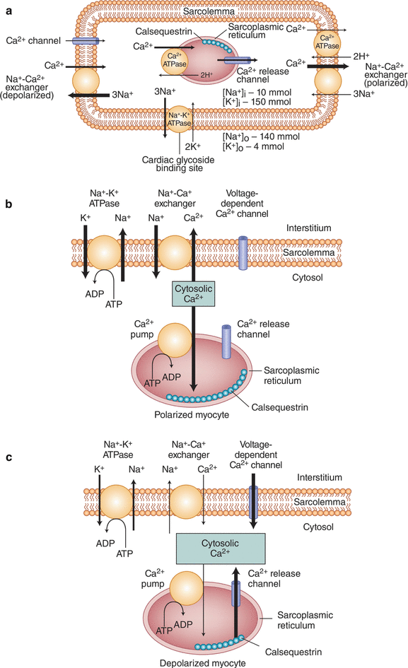 Digoxin Diuretics And Vasodilators In Patients With Heart Failure Springerlink