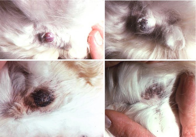 A Photographic Walk In Veterinary Cryosurgery Springerlink