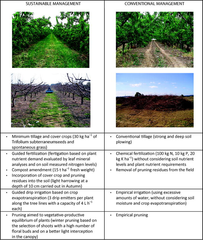 Sustainable Fruit Production In Mediterranean Orchards Subjected To Drought Stress Springerlink