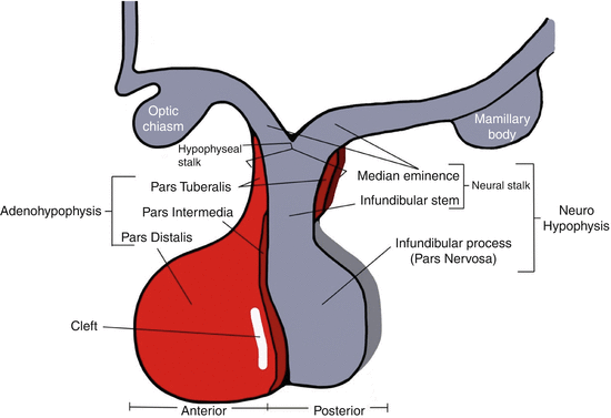 Brain Control Over Pituitary Gland Hormones | SpringerLink